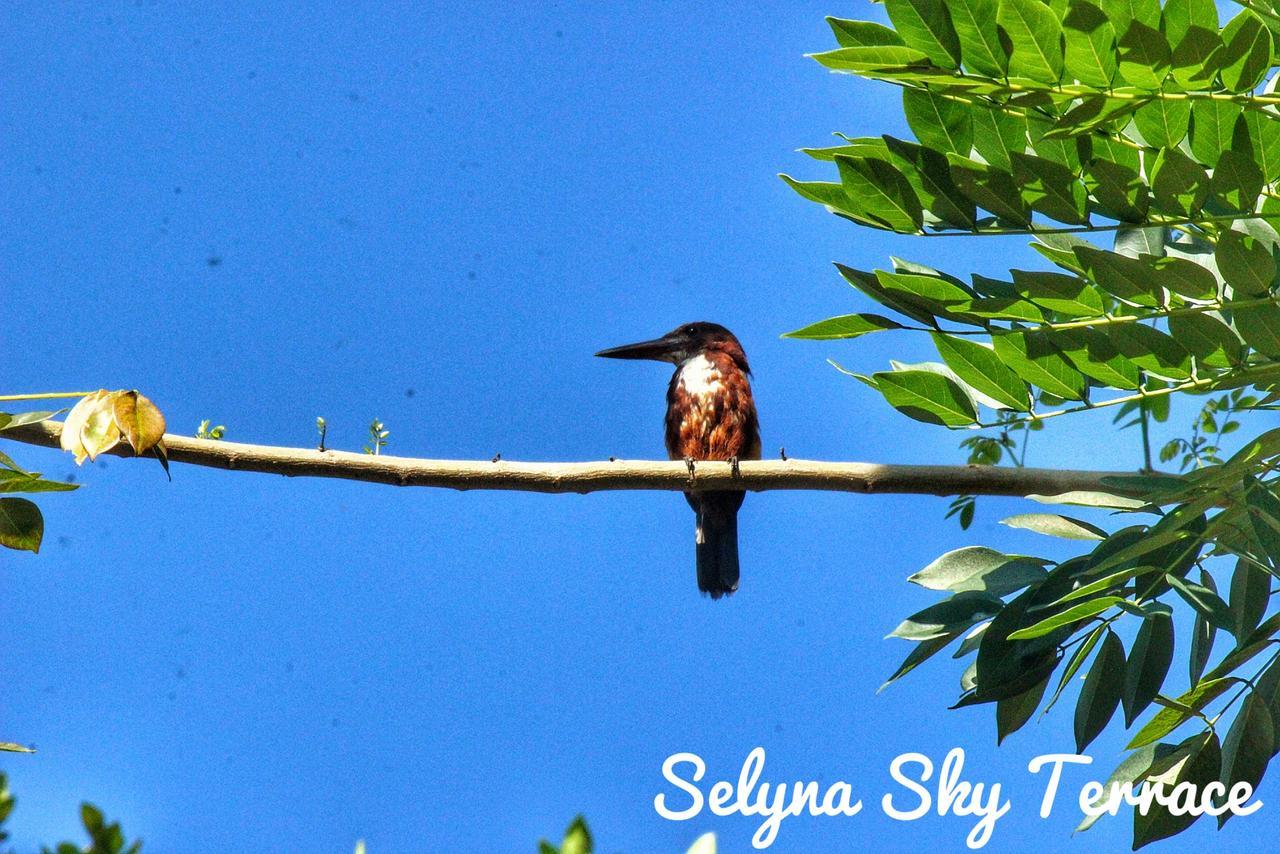 Selyna Sky Terrace Bed and Breakfast Kandy Buitenkant foto
